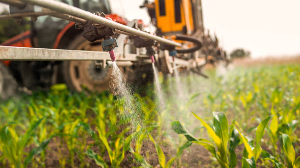 Best Ant Control Services  in Hutchinson, MN